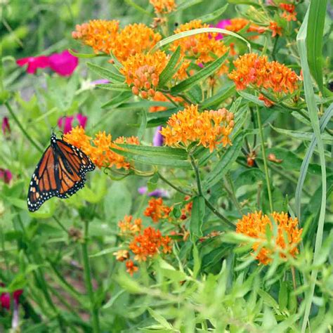 Butterfly Milkweed Seeds | Terroir Seeds