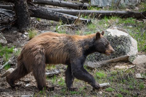 Black Bear in Rocky Mountain National Park | Rocky Mountain National Park