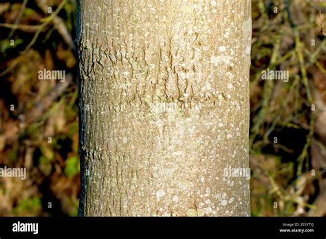 ash tree bark image - Sarita Conway