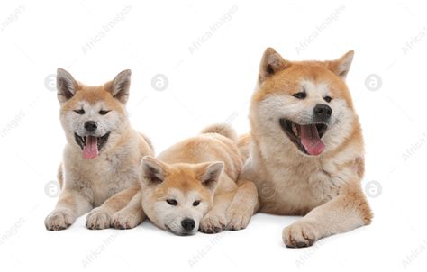 Adorable Akita Inu dog and puppies isolated on white: Stock Photo ...