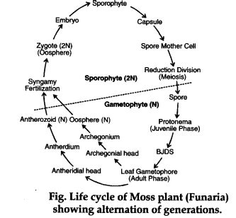 Alternation Of Generations Moss