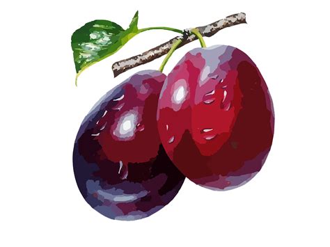 Plum High-Quality PNG | PNG All