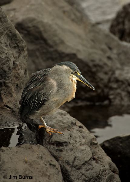 Galapagos Striated Heron