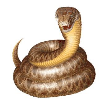 Free Python Cliparts, Download Free Python Cliparts png images, Free ClipArts on Clipart Library