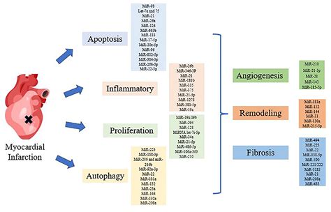 Frontiers | The Regulation Mechanisms and Clinical Application of ...