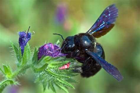 Blue Carpenter Bee series 2-1 | All Canon gear: Xti (shutter… | Flickr