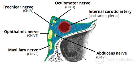 The Cavernous Sinus - Contents - Borders - Thrombosis - TeachMeAnatomy