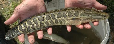 Channa argus – Northern Snakehead (Ophicephalus argus, Ophiocephalus ...