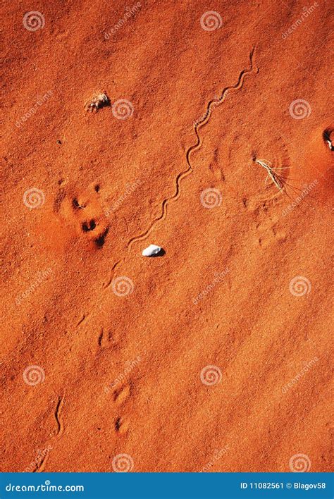 Snake tracks on sand dune editorial photo. Image of footprint - 11082561