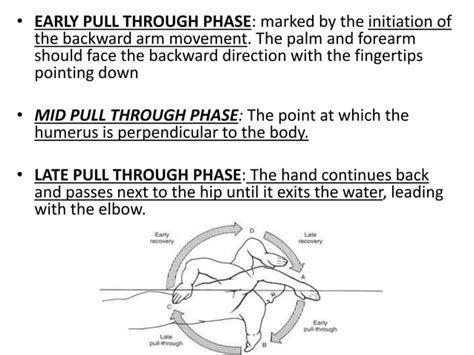 Biomechanics Of Swimming | PPT