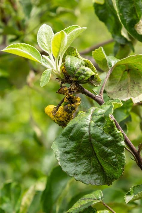 Rosy Leaf-curling Apple Aphids, Dysaphis Devecta, Apple Tree Pest ...