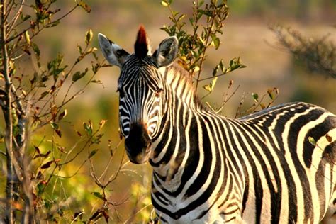 Plains zebras (Equus quagga)