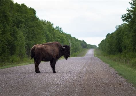 Can Canada preserve Wood Buffalo National Park’s UNESCO status?