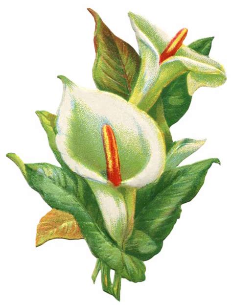 Vintage Easter Lily Clip Art @ Vintage Fangirl