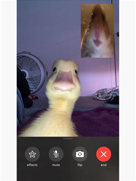 Pegatina «Pato y hámster Facetime meme» de Sheeshy | Redbubble