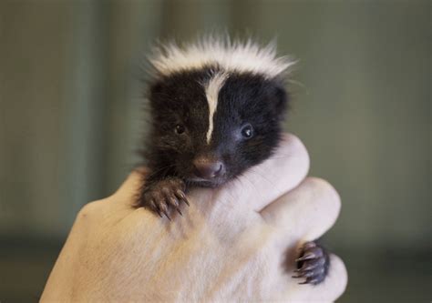 Skunks As Pets In California