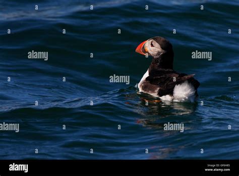 Puffin Swimming Stock Photo - Alamy