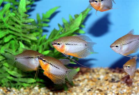 Pearl Gourami (8-10cm) - SWEET KNOWLE AQUATICS ONLINE SHOP