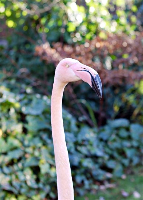 Flamingos at the Roof Gardens – Chef's Kiss!