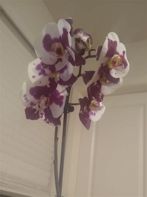 A Birthday Orchid! : r/orchids