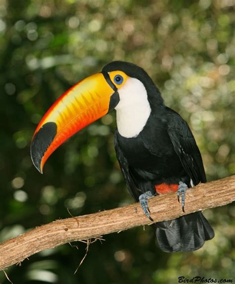 80 best Toco Toucan images on Pinterest | Toco toucan, Birds and Animaux