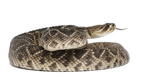 Eastern diamondback rattlesnake | Description, Range, Diet, Bite, & Facts | Britannica