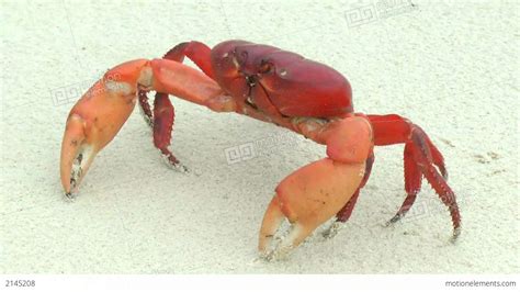 Mouthless Land Crab Walking In The White Sand Stock video footage | 2145208