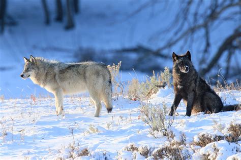 Keeping Wolves & Humans Safe in the Wild - Rocky Mountain Wolf Project