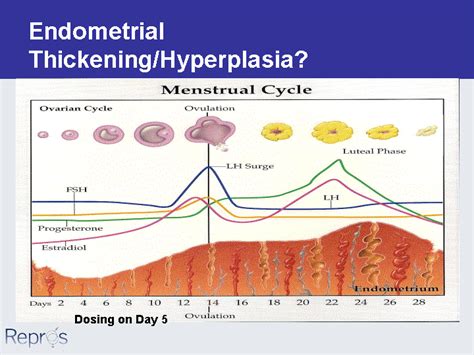 EndometrialThickening/Hyperplasia?Dosing on Day 5