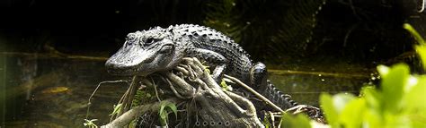 Alligator Watching | Everglades National Park