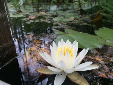 Okefenokee Swamp Plants