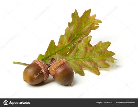 Acorns Oak Leaves Isolated White ⬇ Stock Photo, Image by © Goir #215969438