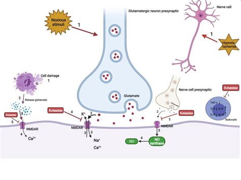 Analgesia and anti-inflammation mechanism of ketamine. | Download ...