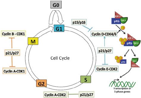 Overview of the eukaryotic cell cycle. The eukaryotic cell cycle ...