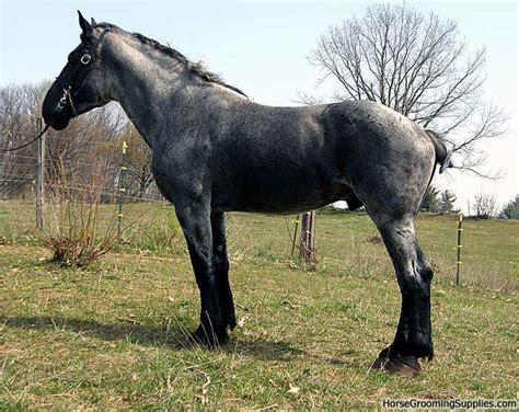 Maple Grove's Gamblers Ace | Horses, Percheron horses, Horses for sale