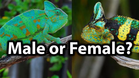 Difference Between Male And Female Chameleon