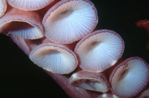 Octopus Suction Cups Photograph by Greg Ochocki - Pixels