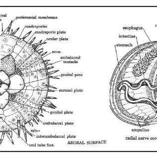 A sea urchin ( Arbacia punctulata ) morphology and anatomy. Left: Oral... | Download Scientific ...