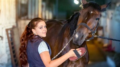 Groom Your Horse: Essential Horse Grooming For Beginners