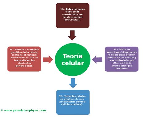 Teoría celular, de qué trata, principios o postulados. Autores destacados