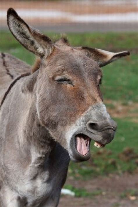 Comical looking donkey with mouth wide open showing teeth Stock Photo ...