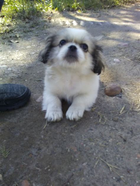 Pekingese Puppies For Sale | Richmond, TX #316192