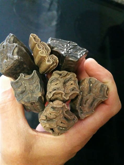 Equus horse tooth fossils | Fossil teeth, Fossil bones, Shark tooth fossil