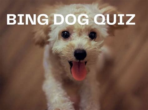 Bing Dog Quiz - Test Your Knowledge on Bing Quiz