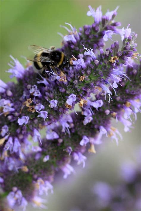 15 Red Hummingbird Flowers to Add to Your Organic Garden