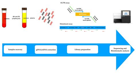 Next generation sequencing workflow. BM: bone marrow; PB: peripheral... | Download Scientific ...