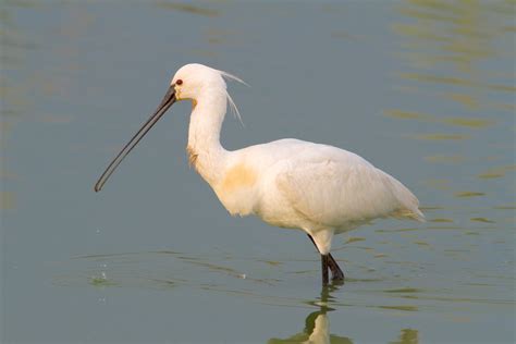 Danube Delta Biosphere Reserve wildlife location in Romania, Europe ...