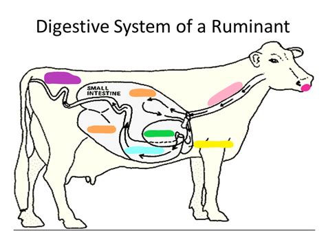 Cow Digestive System In Order - All About Cow Photos