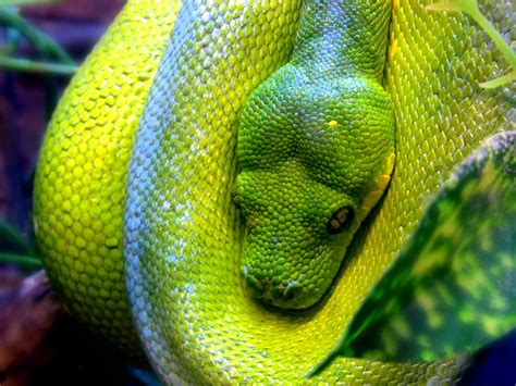 Green Tree Python - C.S.W.D