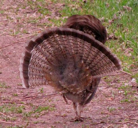 Ruffed Grouse Mating Display | The Seeker, Magi Nams